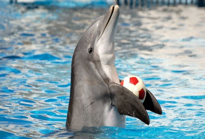 Dolphin Show Tour